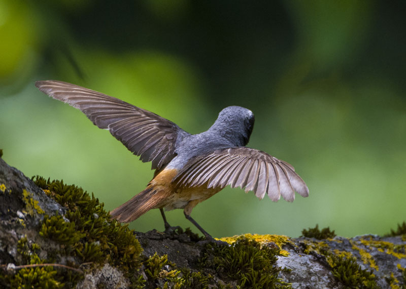 Codirosso, Phoenicurus phoenicurus